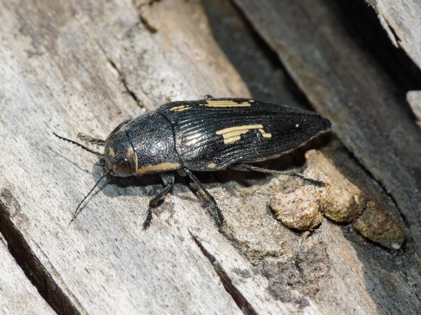 Buprestis novemmaculata in deposizione